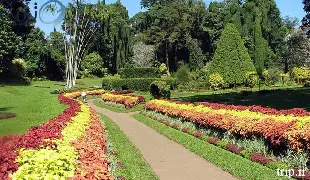 باغ ادویه ی کندی سریلانکا